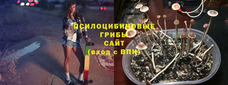 Псилоцибиновые грибы Magic Shrooms  mega ссылка  Алдан  где купить наркоту 